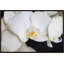 Orchidaceae Series Naples Yellow X Print by Addison Jones-172922956-172891035