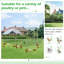 Derward 200 Square Feet Walk In Chicken Run For Up To 20 Chickens