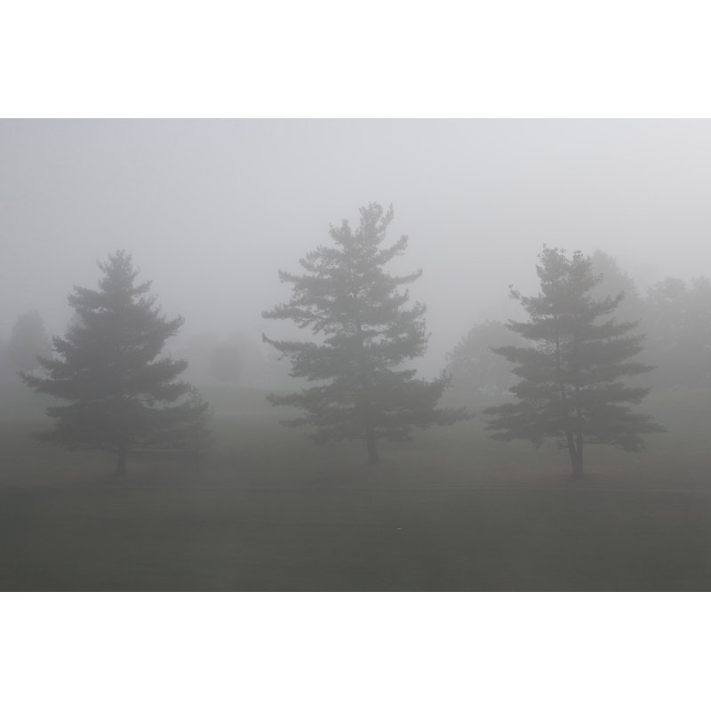 Misty Morning Three Trees - Wrapped Canvas Art Prints, 30cm H x 46cm W