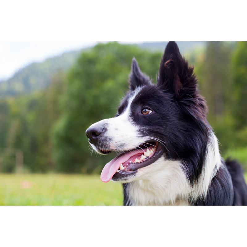 Border Collie Herding Dog Breed by Ocskaymark - Wrapped Canvas Print, 30.48cm H x 45.72cm W