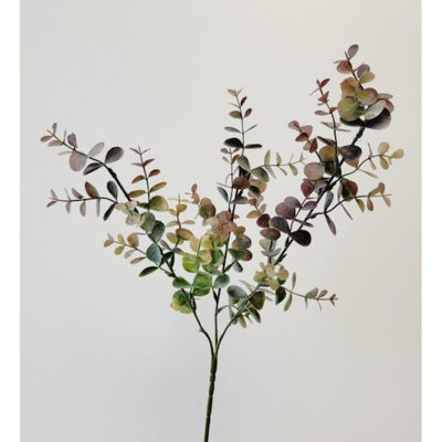 Jet d'eucalyptus
