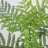 Artificial Minimalist Jacaranda Tree-975113576