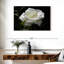 Harnek Dewdrops sur une rose blanche-107497044