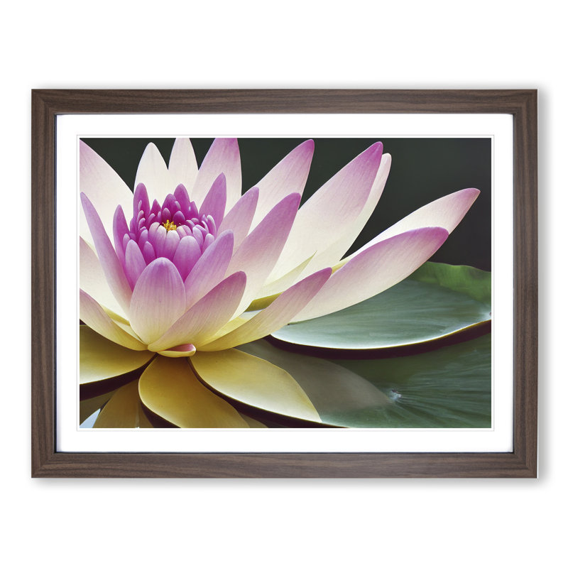 Innovative Water Lily Flower 1 Piece Single Picture Frame Wall Art, 46cm H x 64cm W x 2cm D, Walnut