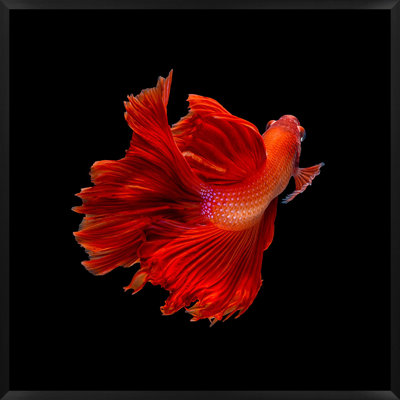 Halfmoon Betta 2 Print by Mat Sanders