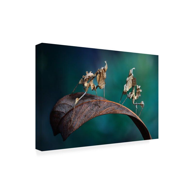 Art sur toile «Bachelor» par Jimmy Hoffman, H 30 po x l 47 po