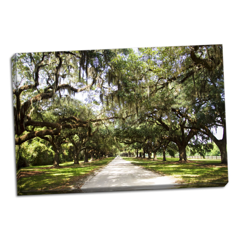 « charleston oaks 1 », reproduction de photo sur toile tendue