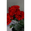 Buisson de géranium artificiel rouge 15 po-1385611569