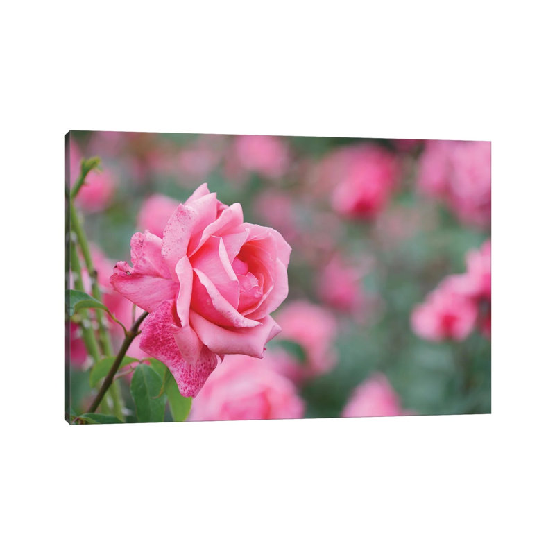 Garden Of Blooming Roses II by Mike Kiev - Wrapped Canvas Print, 101.6 cm H x 66.04 cm W x 1.91 cm D