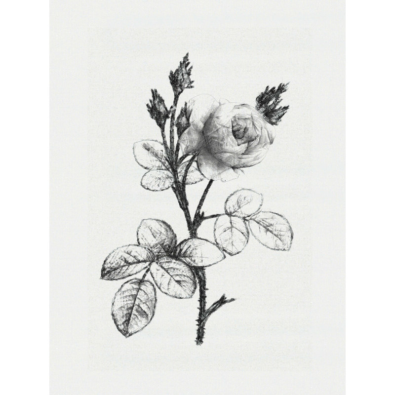 Croquis de rose rétro - impression sur toile tendue, L 12 po x H 16 po