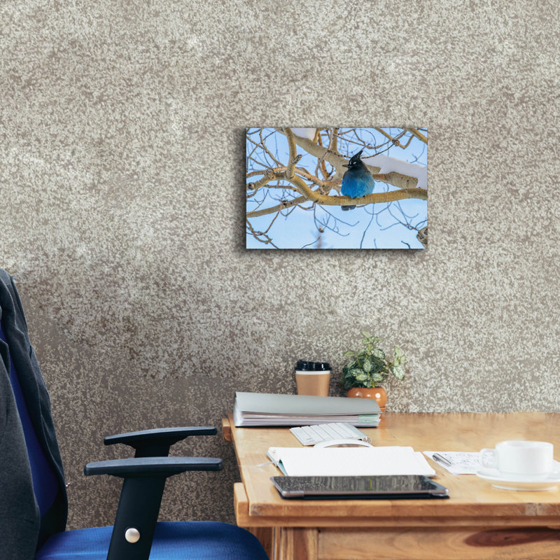 «Steller Jay In Winter» par Rick Berk, art mural sur toile, H 12 po x l 18 po