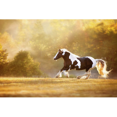 «Golden Lit Horse II» par PHBurchett - photographie sur toile tendue