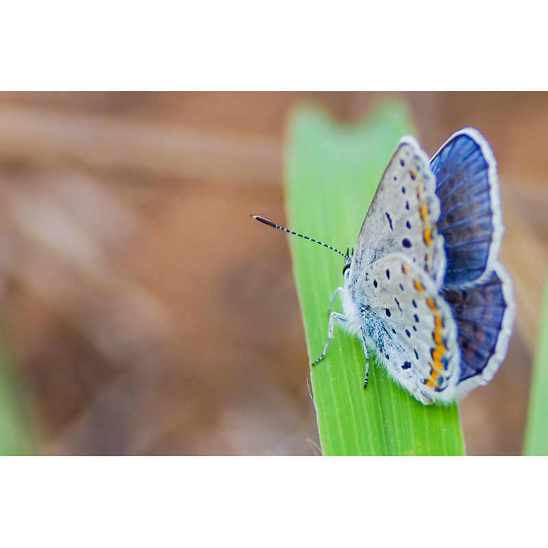 Endangered Karner Butterfly by BobGrif - Wrapped Canvas Print, 30cm H x 46cm W
