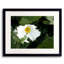 Oncoba Spinosa Print by Tom Kostes-1271781226