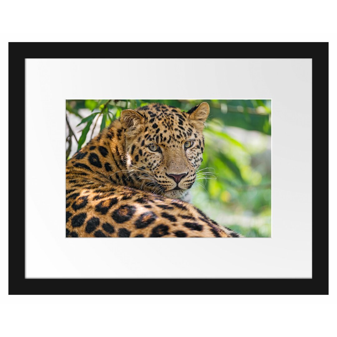 Gerahmtes Poster Aufmerksamer Leopard im Schatten