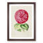 Bright Pink Camellia Flower Illustration - Picture Frame Painting Print-55621056-55621052