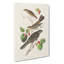 Selection Of Birds by John Audubon - Wrapped Canvas Painting-55318894