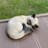 Sleeping Siamese Cat Statue