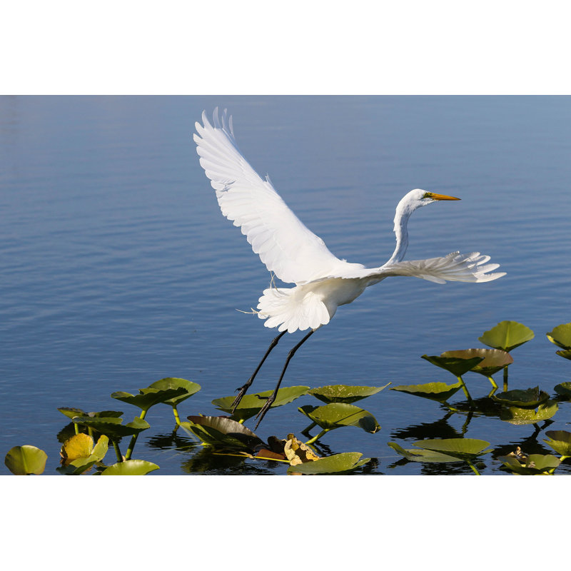 Grande aigrette blanche en vol - Photographie sur toile tendue, H 24 po x l 36 po