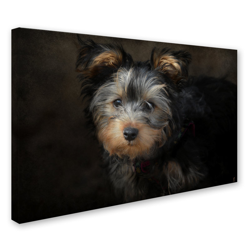 «Yorkie Puppy» de Vidur, impression sur toile tendue, H 30 po x l 47 po