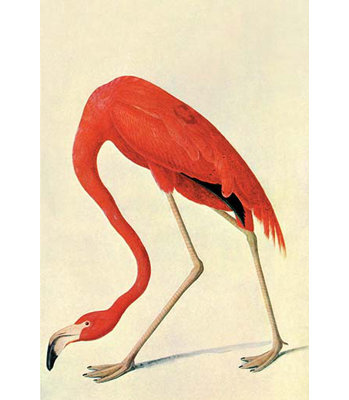 « flamant rose » par john james audubon, reproduction d’art