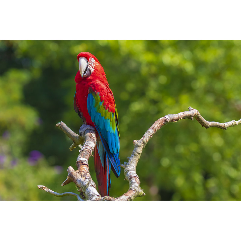 Wincanton Wincanton Ara Chloropterus - Wrapped Canvas Print, 61cm H x 91cm W x 3.8cm D