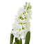 Hyacinth Stem-111171206