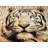 Eberhard White Tiger 5'3"x7'3" Area Rug