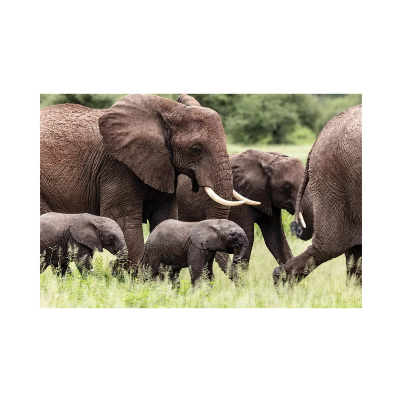 Babies 1 Piece Wrapped Canvas Wall Art, 30.48cm H x 45.72cm W