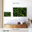Alvord Lush Green Woodland-108694966