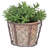 Aged Terracotta Pot in Wire Basket