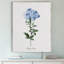« cape leadwort », reproduction d’art sur toile tendue-22481663