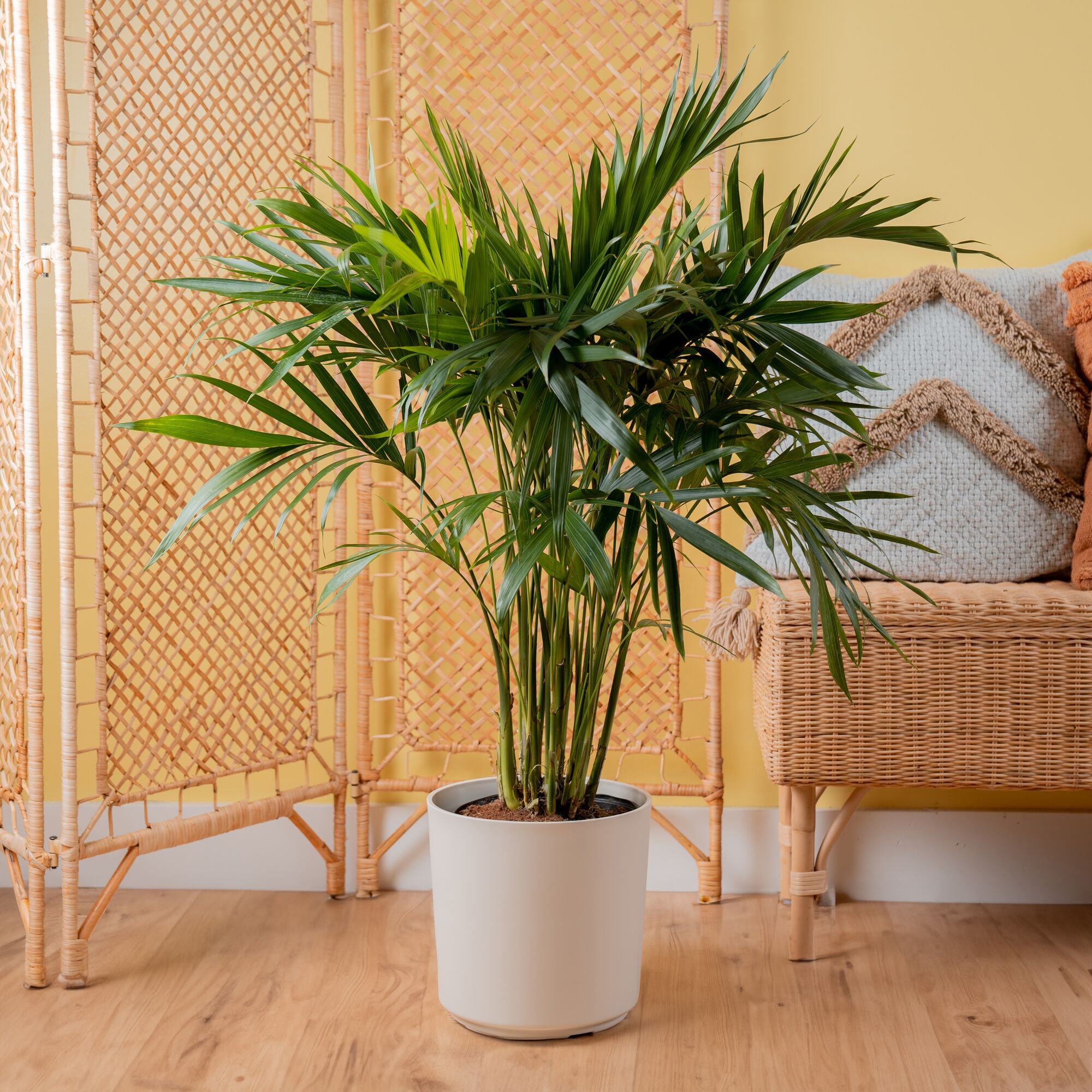 Cat Palm Live Plant - Thumbnail 2