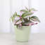 Live Tradescantia Nanouk Plant-2073886007