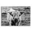 «Highland Cow Staring Contest» par Nathan Larson