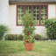 Support pour plantes Eastman