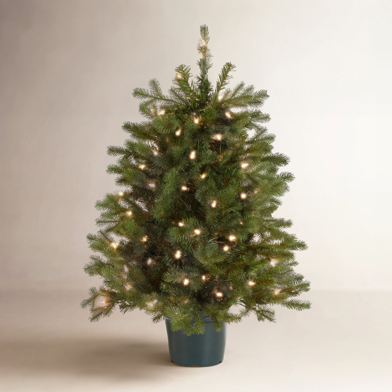 3' Pre-Lit Spruce Christmas Tree