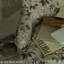 Cecil Chintz Fabric-22928103