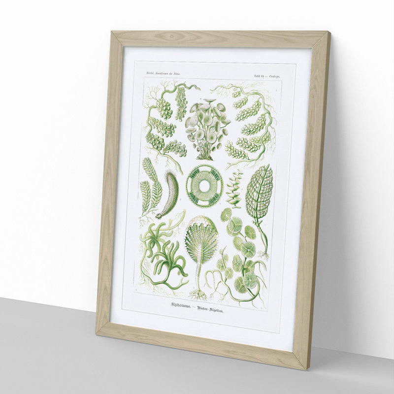 Siphoneae Algae by Ernst Haeckel - Framed Print, Oak Framed, 36cm H x 27cm W x 2cm D