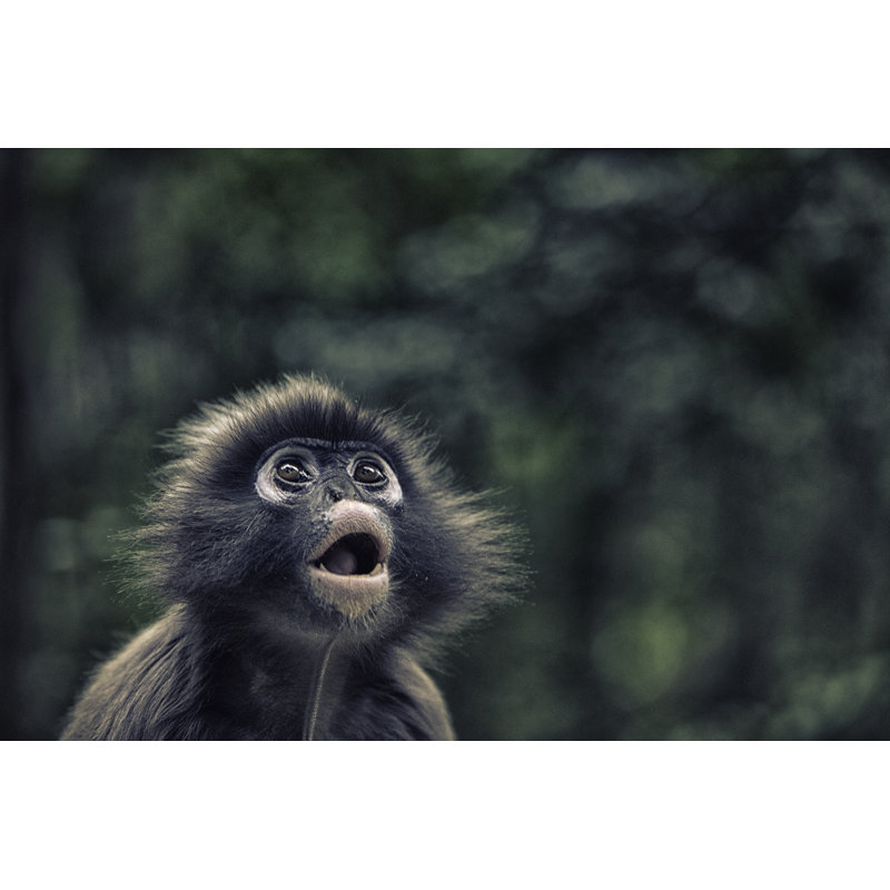 Spectacled Leaf Monkey by Mof, 8" H x 12" W