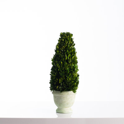 Topiaire conique en bois de buis de 20 pouces dans une urne en béton teint vert clair teinté - simple ou paire