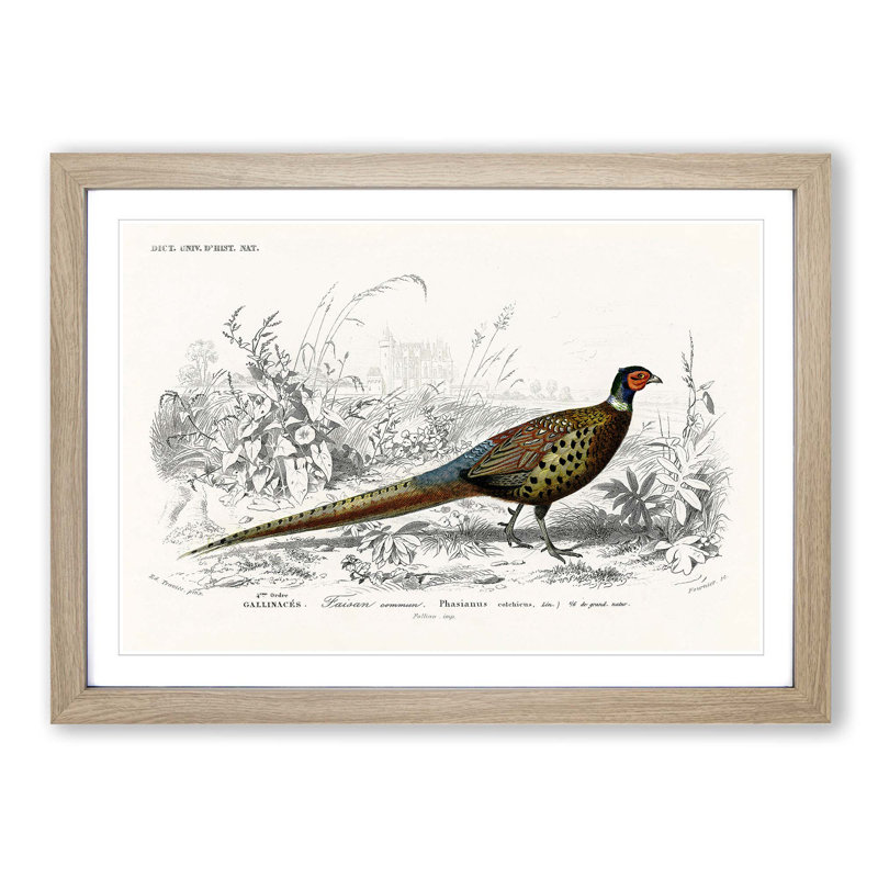 Pheasant Illustration by Charles D' Orbigny - Picture Frame Painting Print on MDF, 36cm H x 48cm W x 2cm D, Oak Framed