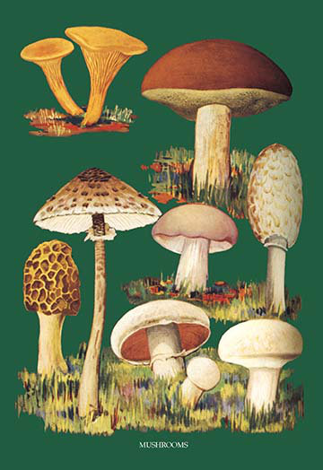 "champignons" , reproduction d’art