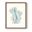 Reproduction encadrée antique de corail de style bord de mer - bois massif-123812221-123812220