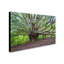 « banyan » par pierre leclerc,, reproduction de photo sur toile tendue-14737853