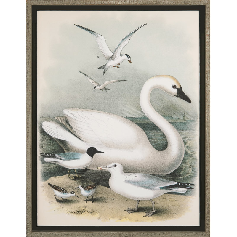 « rétro swans », reproduction d’art encadrée
