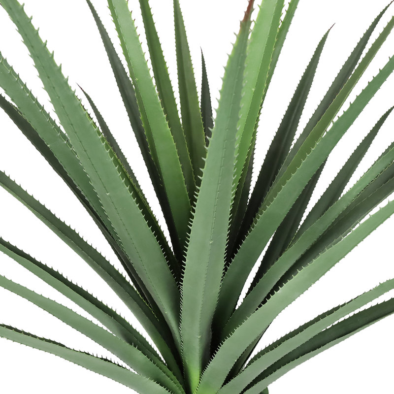 Plante Cobb 48 po