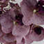100cm Purple Phalaenopsis Orchid Stem