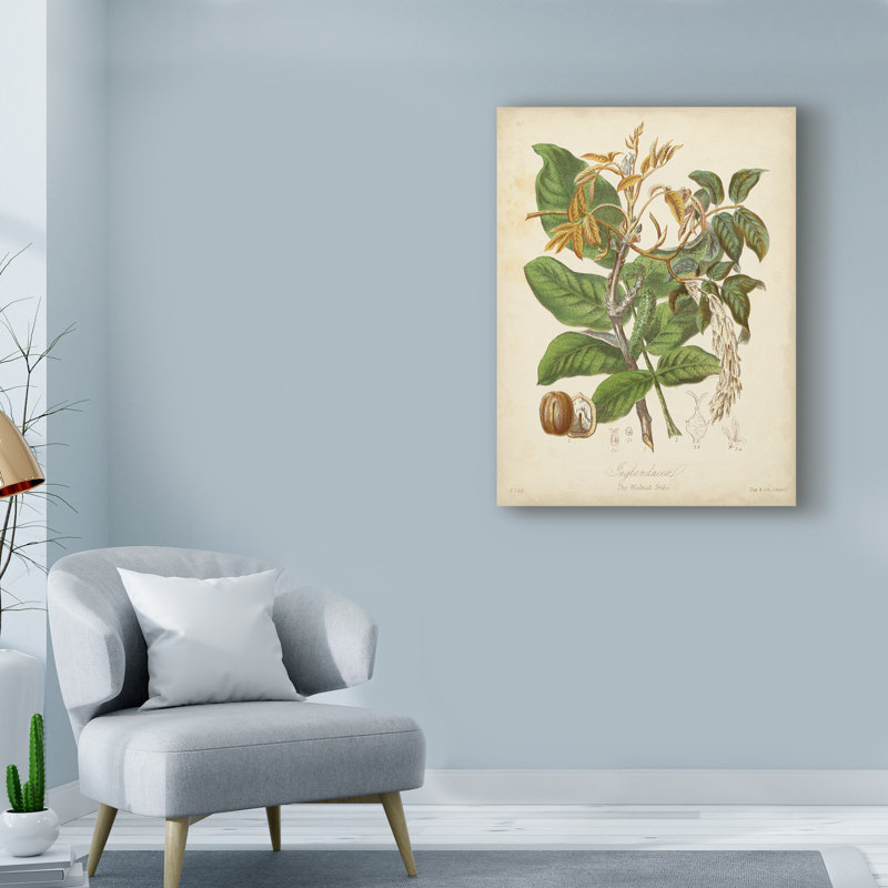 « botanique vi », reproduction d’impression sur toile tendue, H 19 po x l 14 po x P 2 po