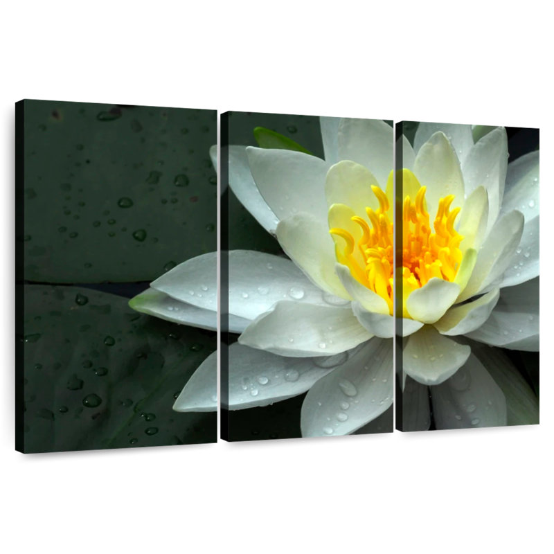 Harnek Dewy White Water Lily, 20" H x 33" W